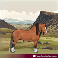 Horse Color:Bay Splash Rabicano 
