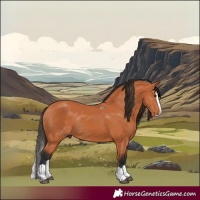Horse Color:Bay Splash Rabicano 