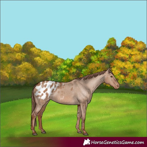 Horse Color:Red Dun Blanket 