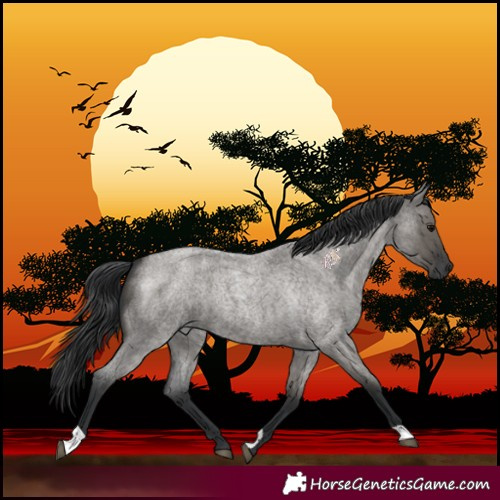 Horse Color:Grullo Roan 