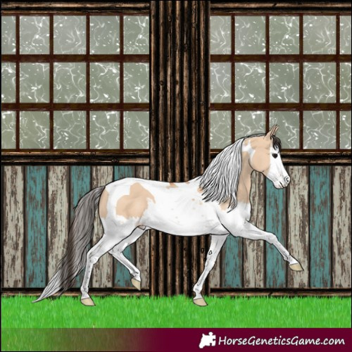 Horse Color:Bay Dun Splash Tobiano 