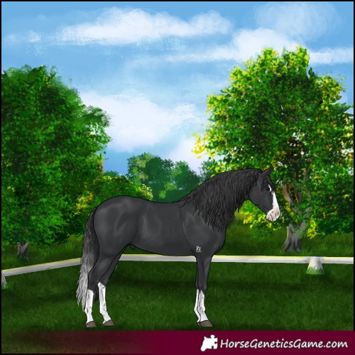Horse Color:Black Splash 