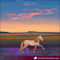 Horse Color:Gold Champagne 