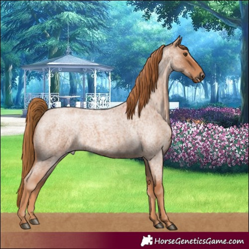 Horse Color:Red Roan 