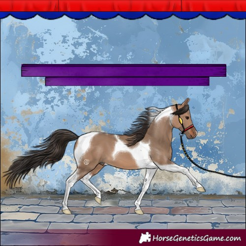 Horse Color:Bay Dun Tobiano 