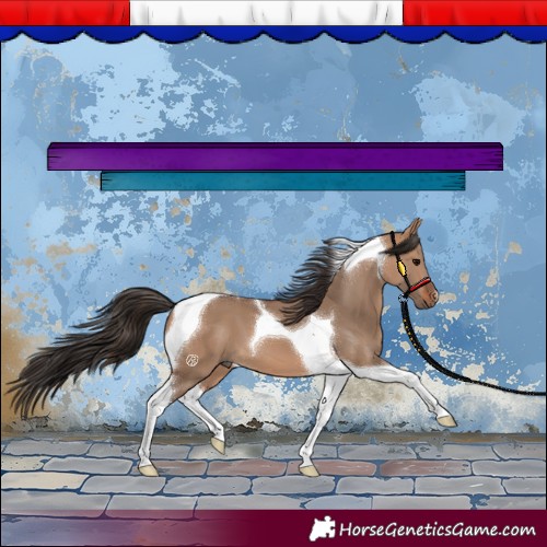 Horse Color:Bay Dun Tobiano 