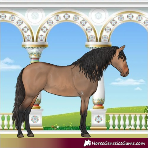 Horse Color:Bay Dun 