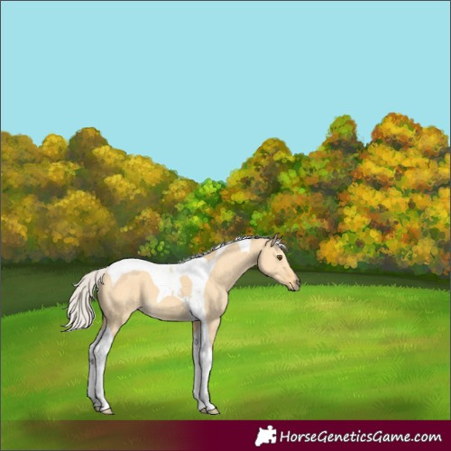 Horse Color:Silver Buckskin Dun Tobiano 