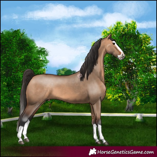 Horse Color:Bay Dun Splash 