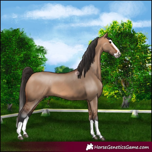 Horse Color:Bay Dun Splash 
