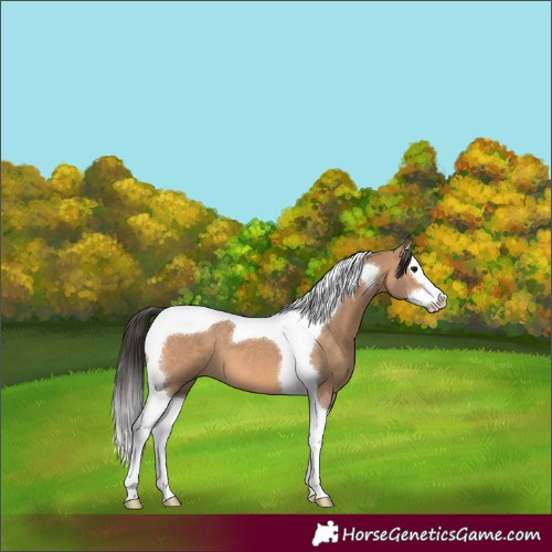 Horse Color:Bay Dun Splash Tobiano 