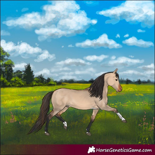 Horse Color:Bay Dun Tobiano 