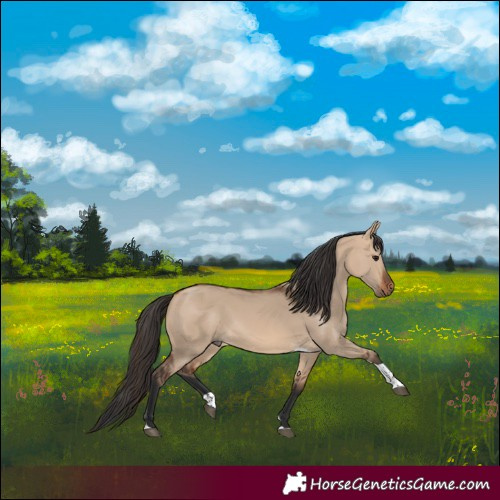 Horse Color:Bay Dun Tobiano 
