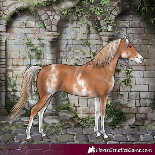 Horse Color:White Spotted Chestnut 