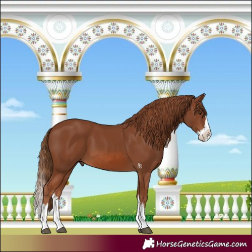 Horse Color:Chestnut Splash 