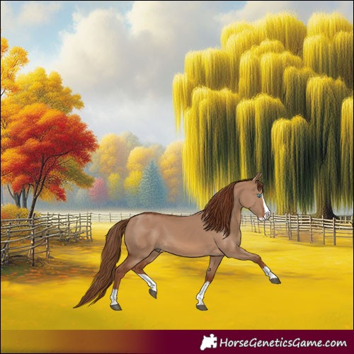 Horse Color:Red Dun Splash 