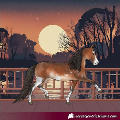 Horse Color:Bay Sabino 