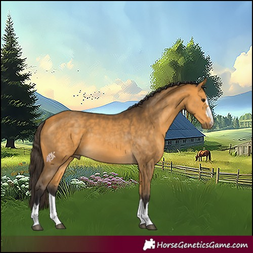 Horse Color:Buckskin 