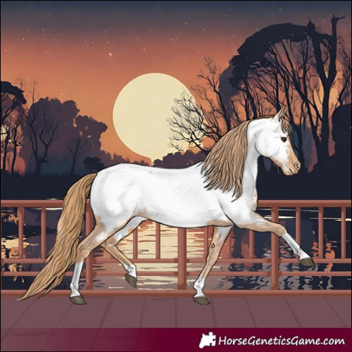 Horse Color:Chestnut Tobiano Appaloosa 