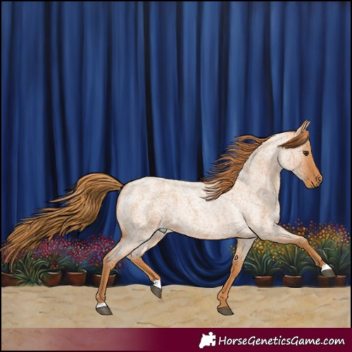 Horse Color:Red Roan 