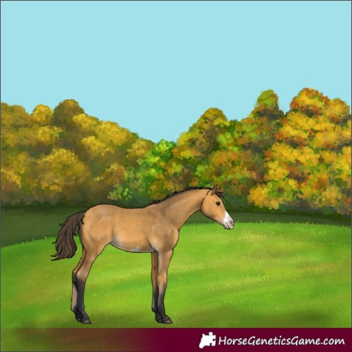 Horse Color:Buckskin Frame Rabicano 