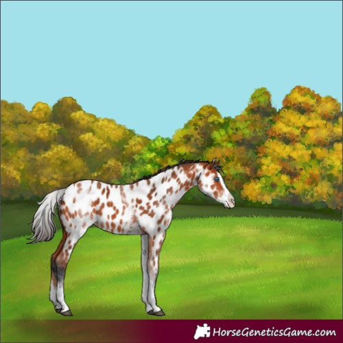 Horse Color:White Spotted Bay Splash Near Leopard 