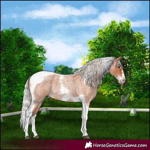 Horse Color:Silver Bay Roan Splash Tobiano Frame 