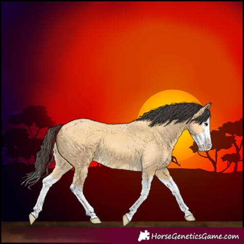 Horse Color:Buckskin Splash 