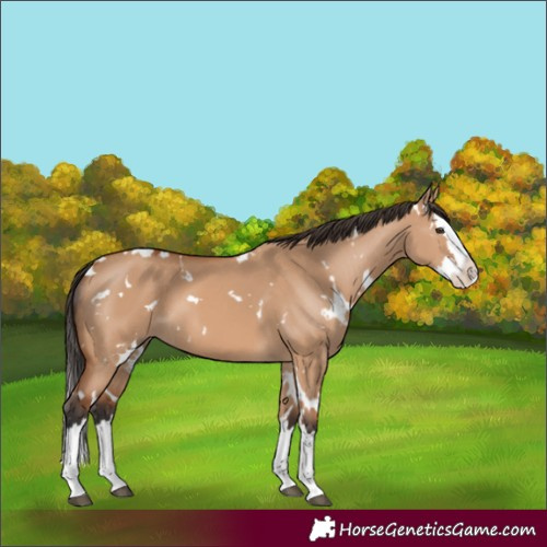 Horse Color:White Spotted Bay Dun Splash 