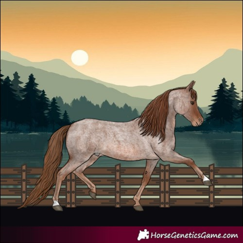 Horse Color:Red Roan 