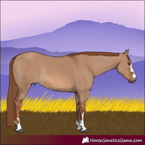 Horse Color:Red Dun Rabicano