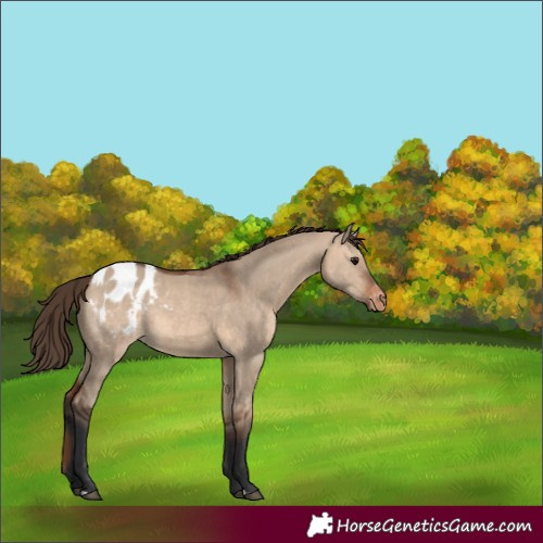 Horse Color:Bay Dun Appaloosa Rabicano 