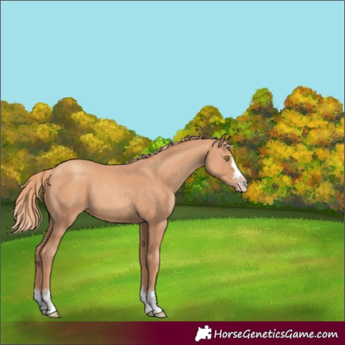 Horse Color:Gold Champagne 
