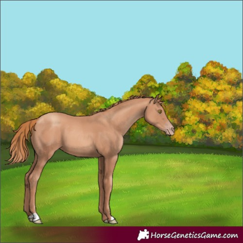 Horse Color:Gold Champagne 