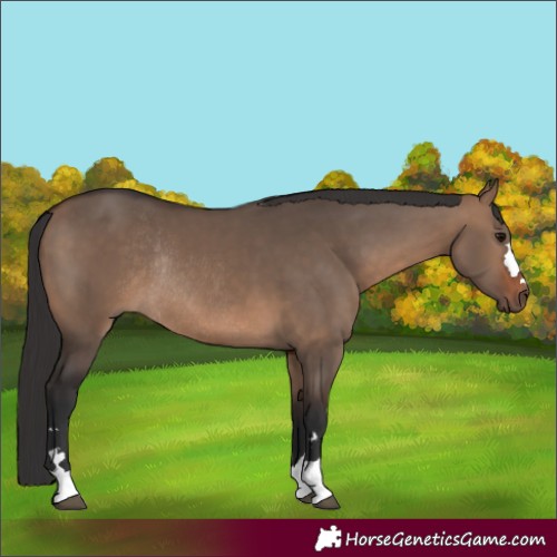 Horse Color:Brown Dun Rabicano 