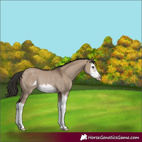Horse Color:Liver Red Dun Splash Frame Rabicano 