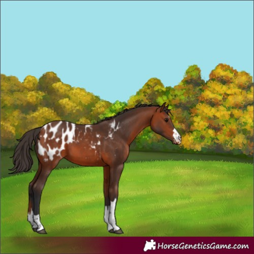 Horse Color:Bay Appaloosa 