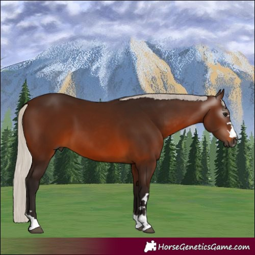 Horse Color:Gray Silver Bay 