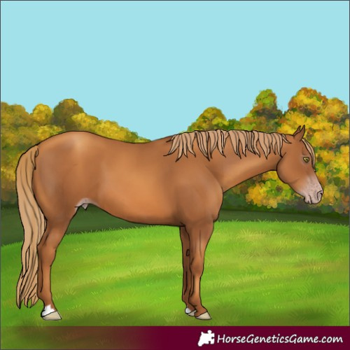 Horse Color:Gray Gold Champagne