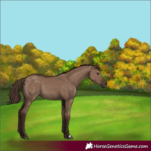 Horse Color:Liver Red Dun Rabicano 