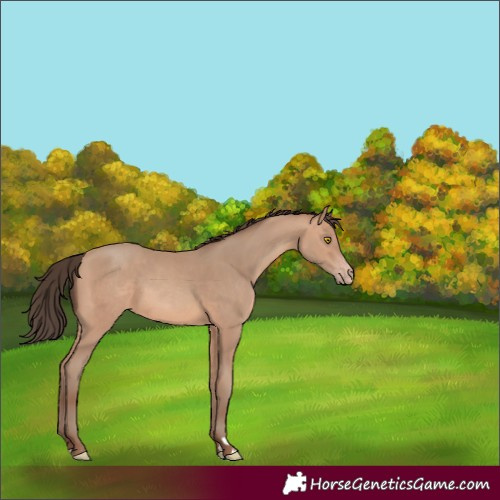 Horse Color:Amber Champagne