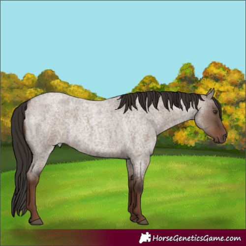 Horse Color:Liver Red Dun Roan Rabicano 