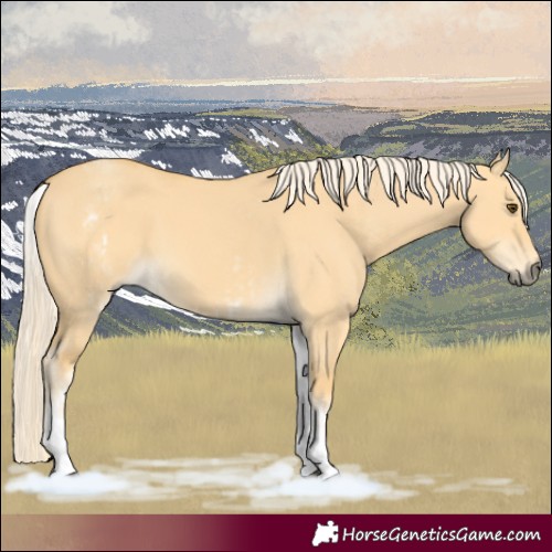 Horse Color:White Spotted Palomino Dun Rabicano  and White Spotted Palomino Dun Rabicano 