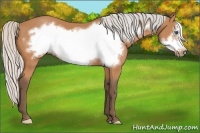 Horse Color:Silver Bay Frame 