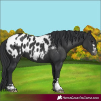 Horse Color:Black Near Leopard 