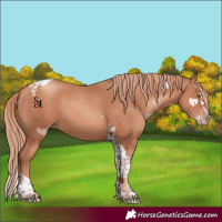 Horse Color:Gold Champagne Splash Tobiano 