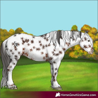 Horse Color:White Spotted Liver Chestnut Tobiano Varnish 
