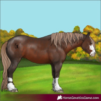 Horse Color:Liver Chestnut 