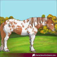 Horse Color:Chestnut Tobiano 