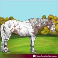 Horse Color:Platinum Silver Brown Tobiano Frame Near Leopard 